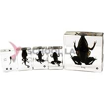 Frog Life Cycle - Real Life Specimens